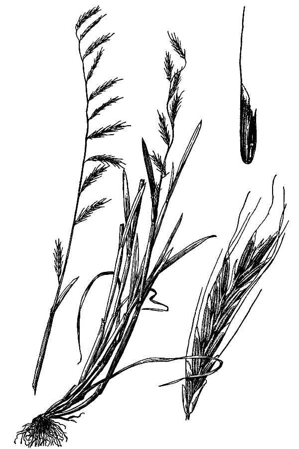 Image of annual semaphoregrass