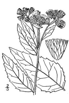 Image of Plowman's-Wort