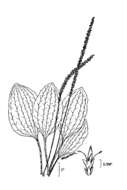 Image of heartleaf plantain