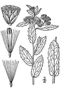 Image of March fleabane