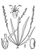 Image of Slender Plantain