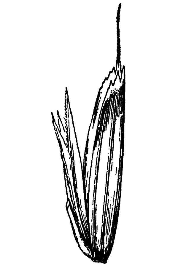 Image of North Coast semaphoregrass