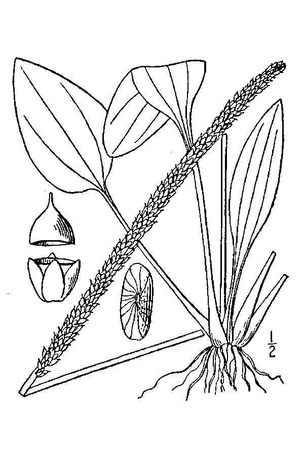 Image of Broadleaf Plantain