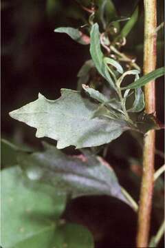 Image of Groundsel Bush