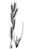 Image of Oregon semaphoregrass