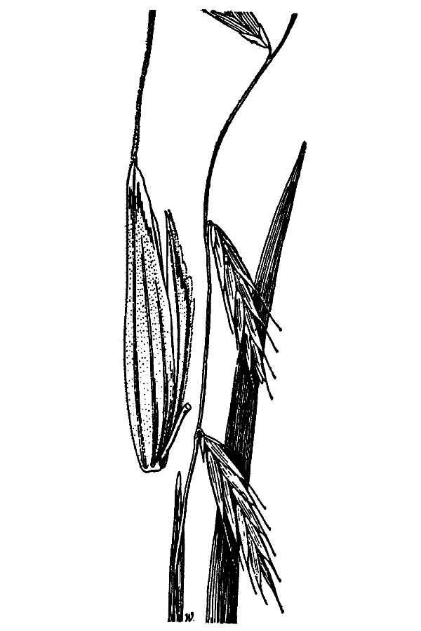 Image of Nodding False Semaphore Grass