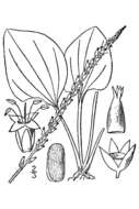 Image of blackseed plantain