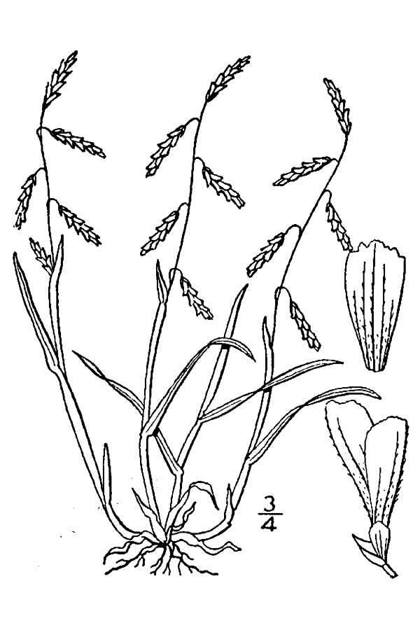 Image of false semaphoregrass