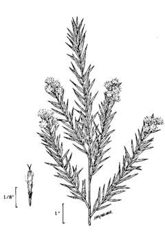 Pluchea sericea (Nutt.) Coville resmi