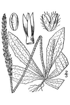 Image of Virginia plantain