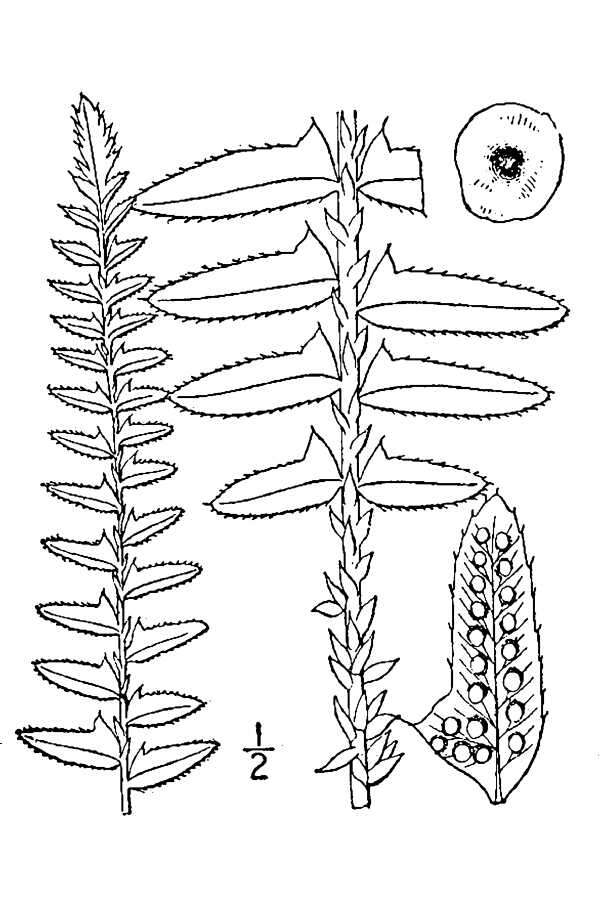 Image of Christmas fern