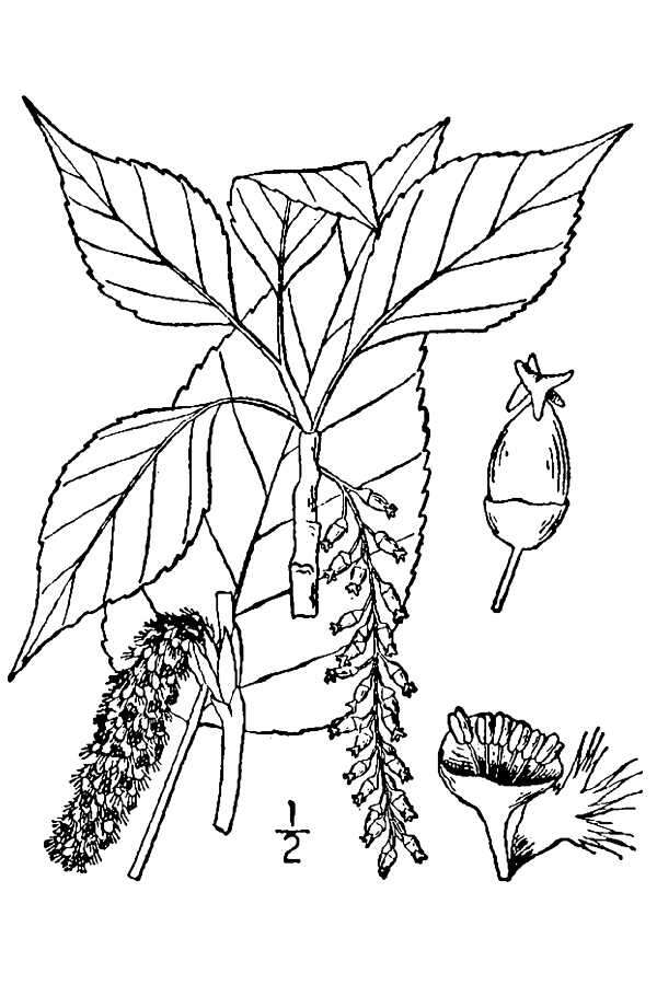 Sivun Populus acuminata Rydb. kuva