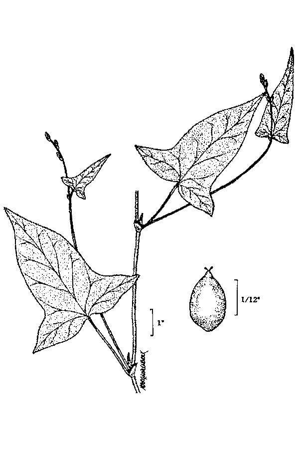 Polygonum arifolium resmi