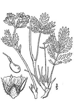 Image de Potentilla bipinnatifida Dougl. ex Hook.