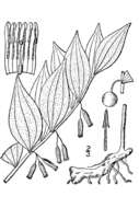 Слика од Polygonatum biflorum (Walter) Elliott