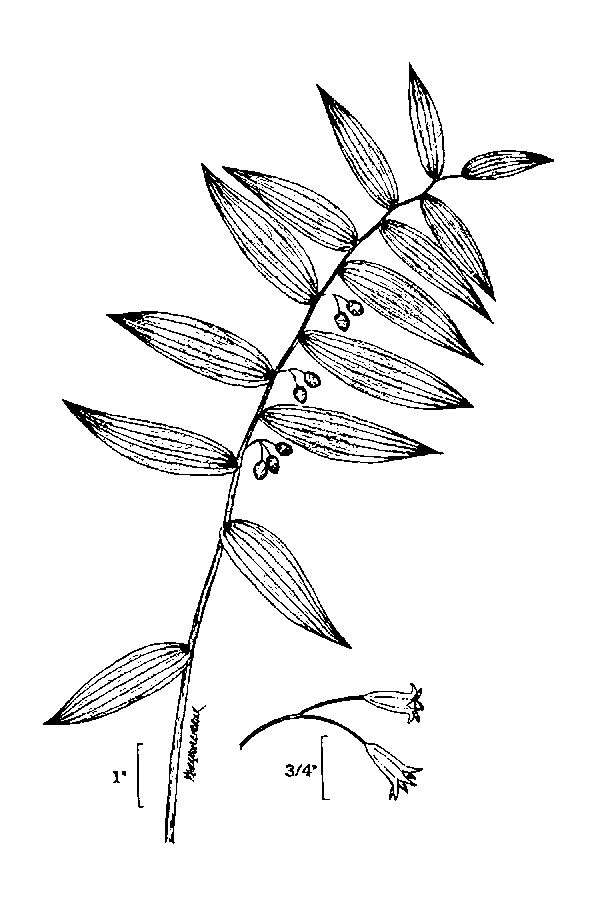 Слика од Polygonatum biflorum (Walter) Elliott