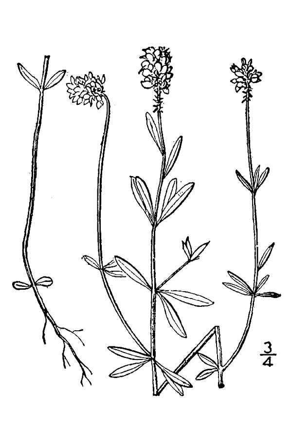 Image of Little-Leaf Milkwort