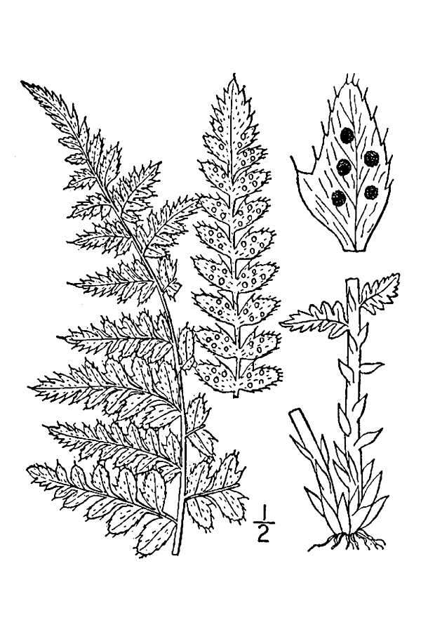 Image of Braun's hollyfern