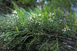 Image of Groundsel Bush