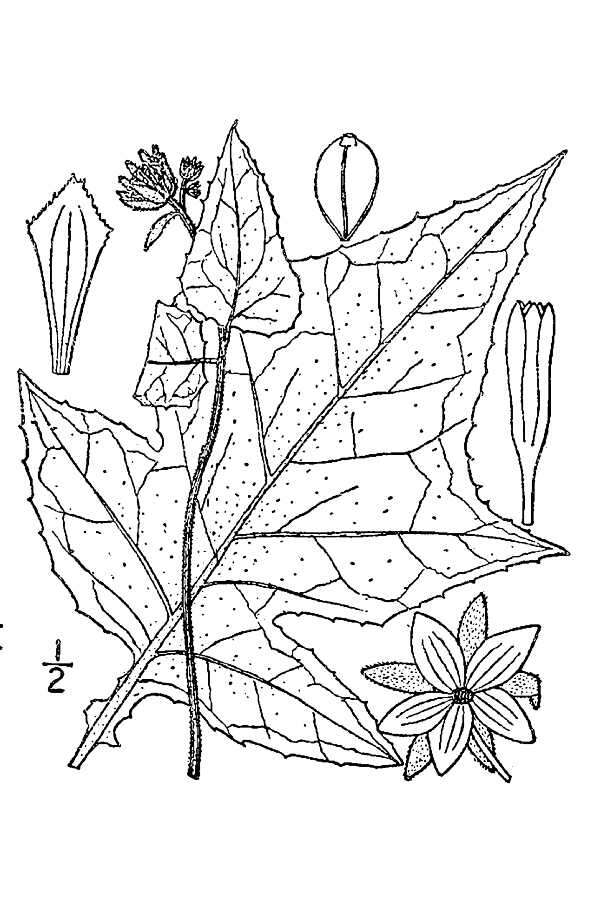 Polymnia canadensis L. resmi