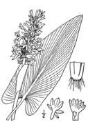 Image of pickerelweed