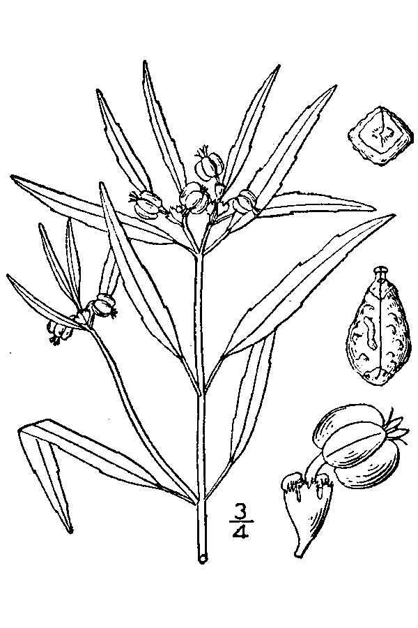 Euphorbia cuphosperma (Engelm.) Boiss. resmi