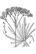 Image of tall pinebarren milkwort