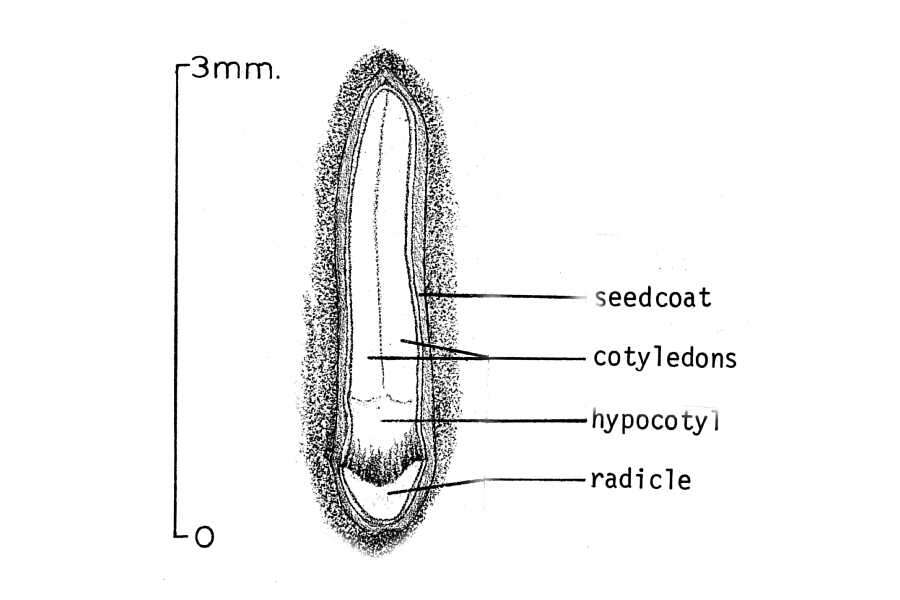 Image of eastern cottonwood