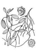 Image of northern snail-seed pondweed