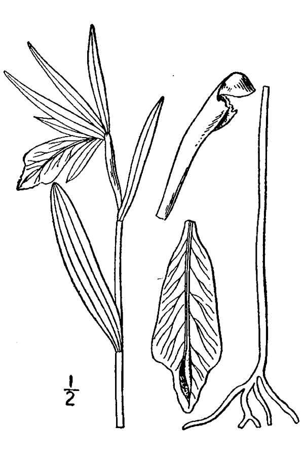 Image de Cleistesiopsis divaricata (L.) Pansarin & F. Barros