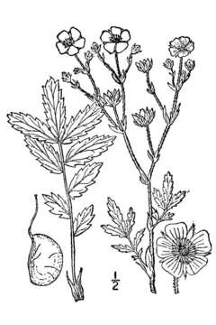 Image of branched cinquefoil