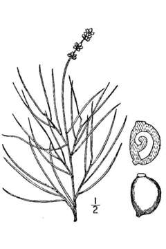 Image of fineleaf pondweed