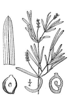 Image of Flat-stalked Pondweed