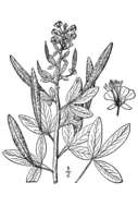 Image of redwhisker clammyweed