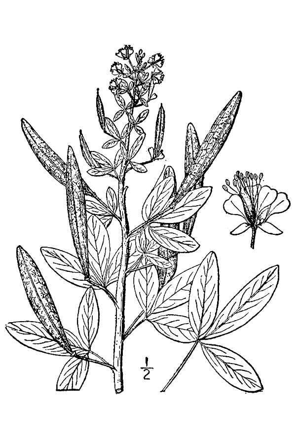 Image of redwhisker clammyweed