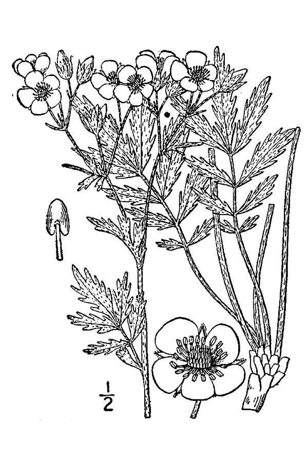 Image of woolly cinquefoil