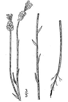 Image de Polygala incarnata L.