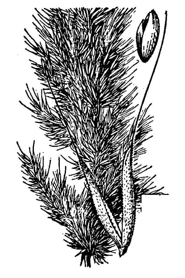 Image de Polypogon interruptus Kunth