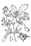 Image of downy cinquefoil