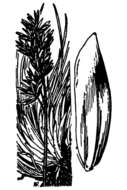 Image of Leiberg's Blue Grass