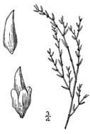 Image de Polygonum leptocarpum B. L. Rob.