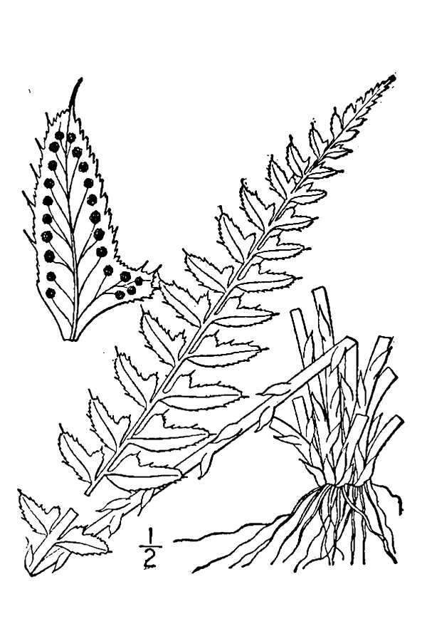 Image of holly fern