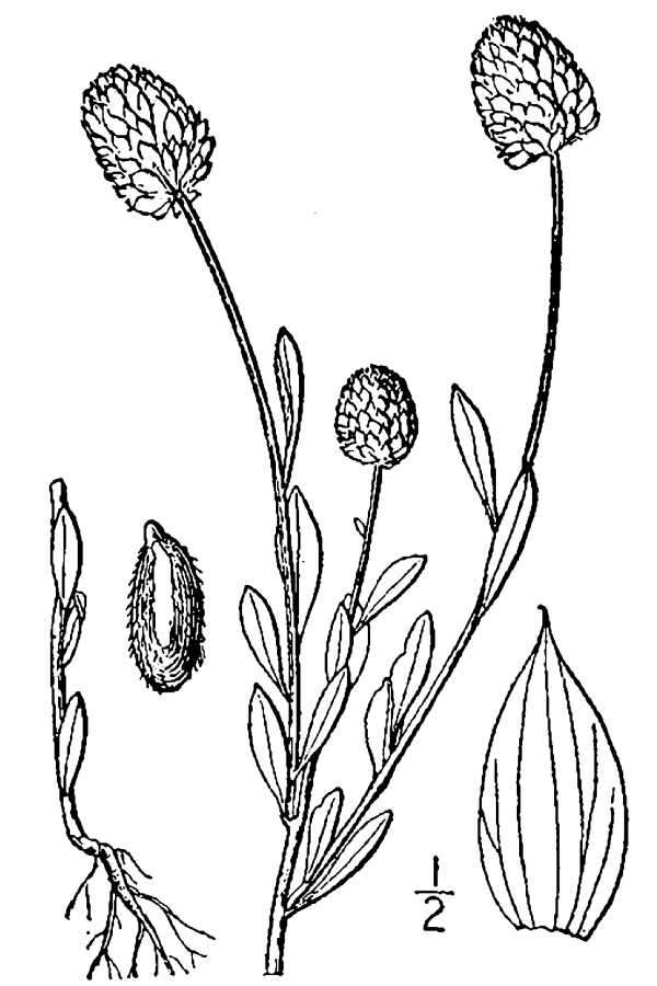 Image of orange milkwort