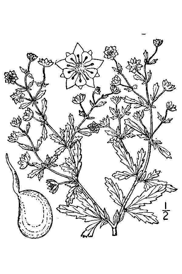 Image of brook cinquefoil