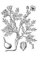 Image of staghorn cinquefoil