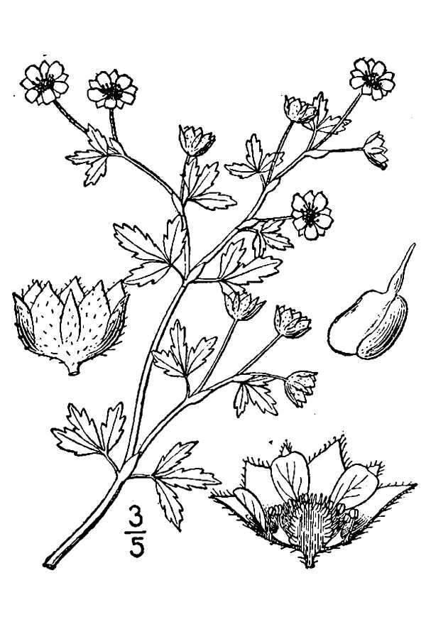 Image of Paradox cinquefoil