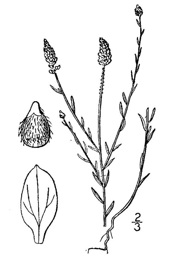 Image of Nuttall's milkwort