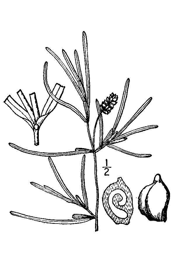 Image of Blunt-leaved Pondweed