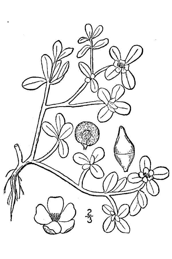 Image of common purslane