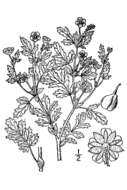 Image of Paradox cinquefoil